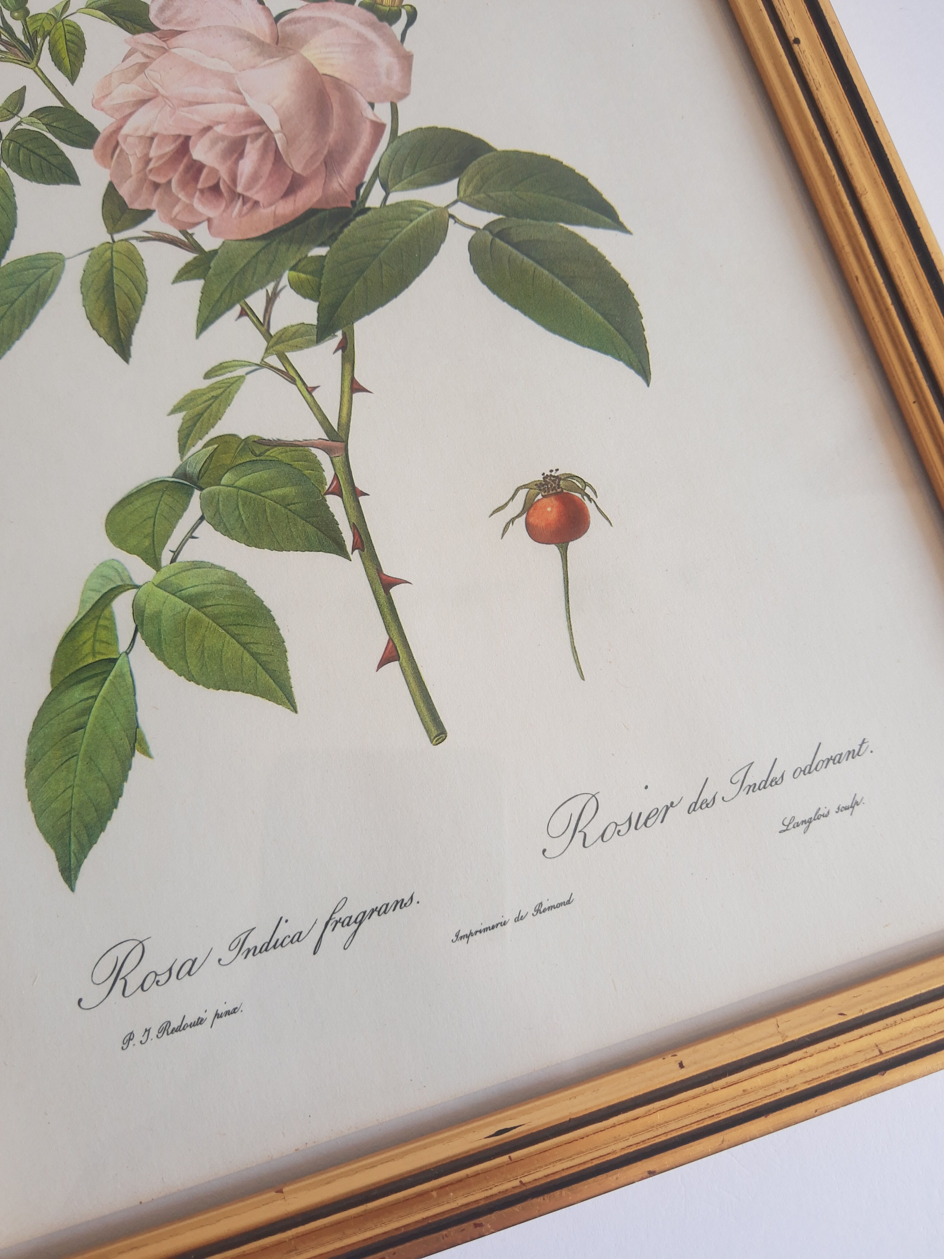 Frame botanical reproduction P.J Dreaded Vintage fragrant Indian rose