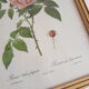 Frame botanical reproduction P.J Dreaded Vintage fragrant Indian rose