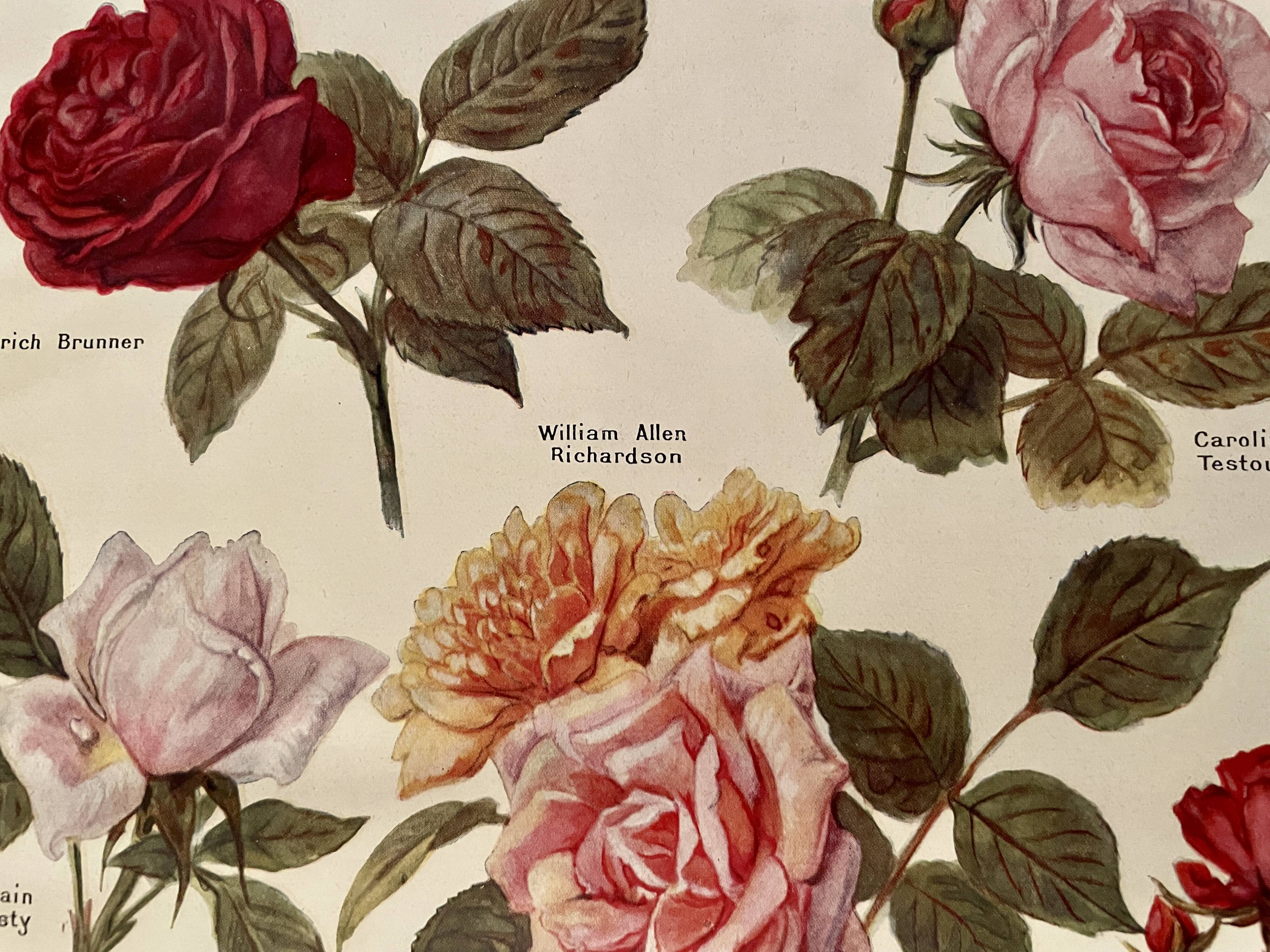 Lithograph on roses - 1920