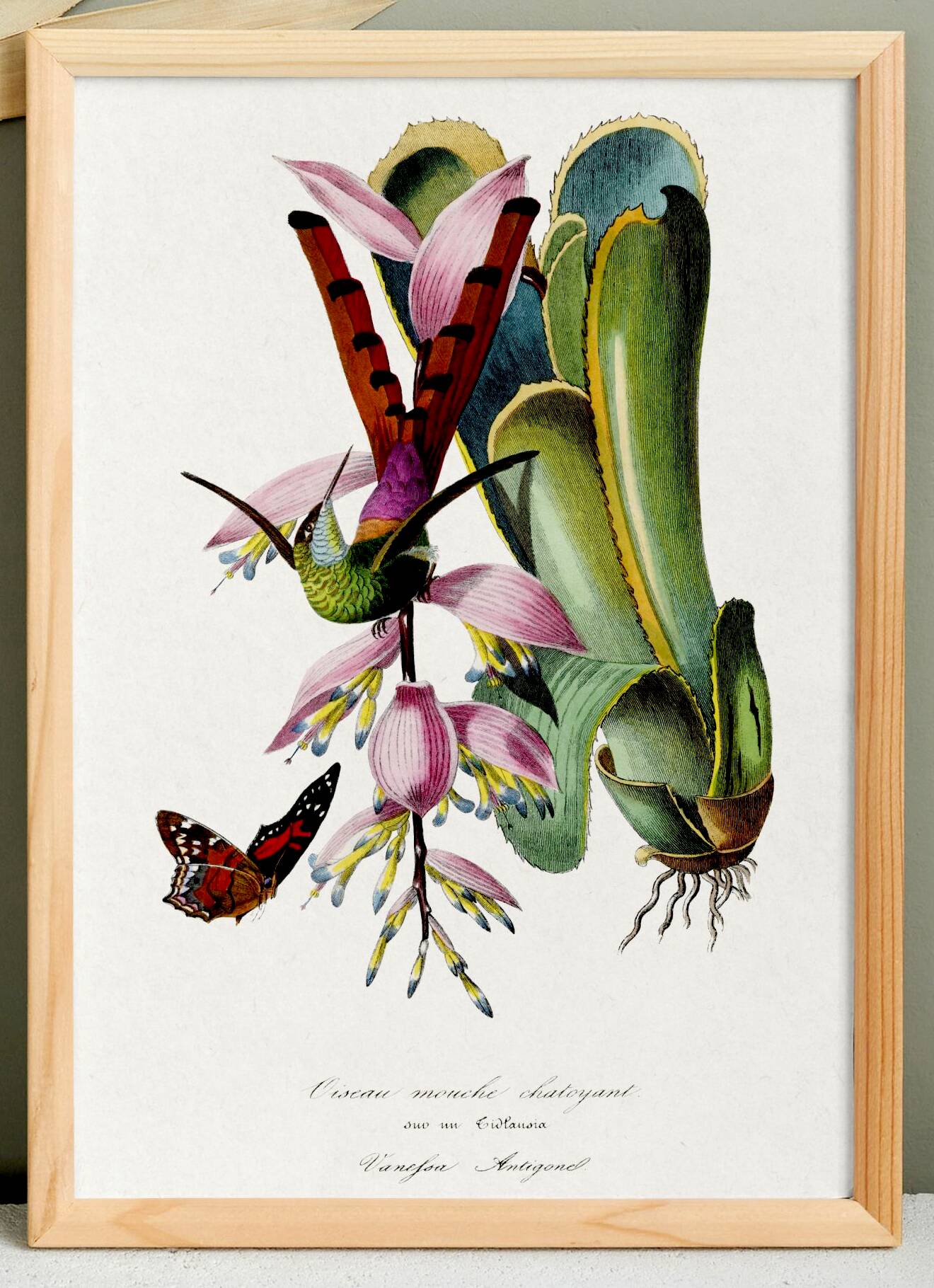 Poster on "Hummingbird and Exotic Plant", based on an old engraving