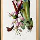Poster on "Hummingbird and Exotic Plant", based on an old engraving