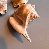 Shells lot or detail, Strombus Lobatus Peruvianus