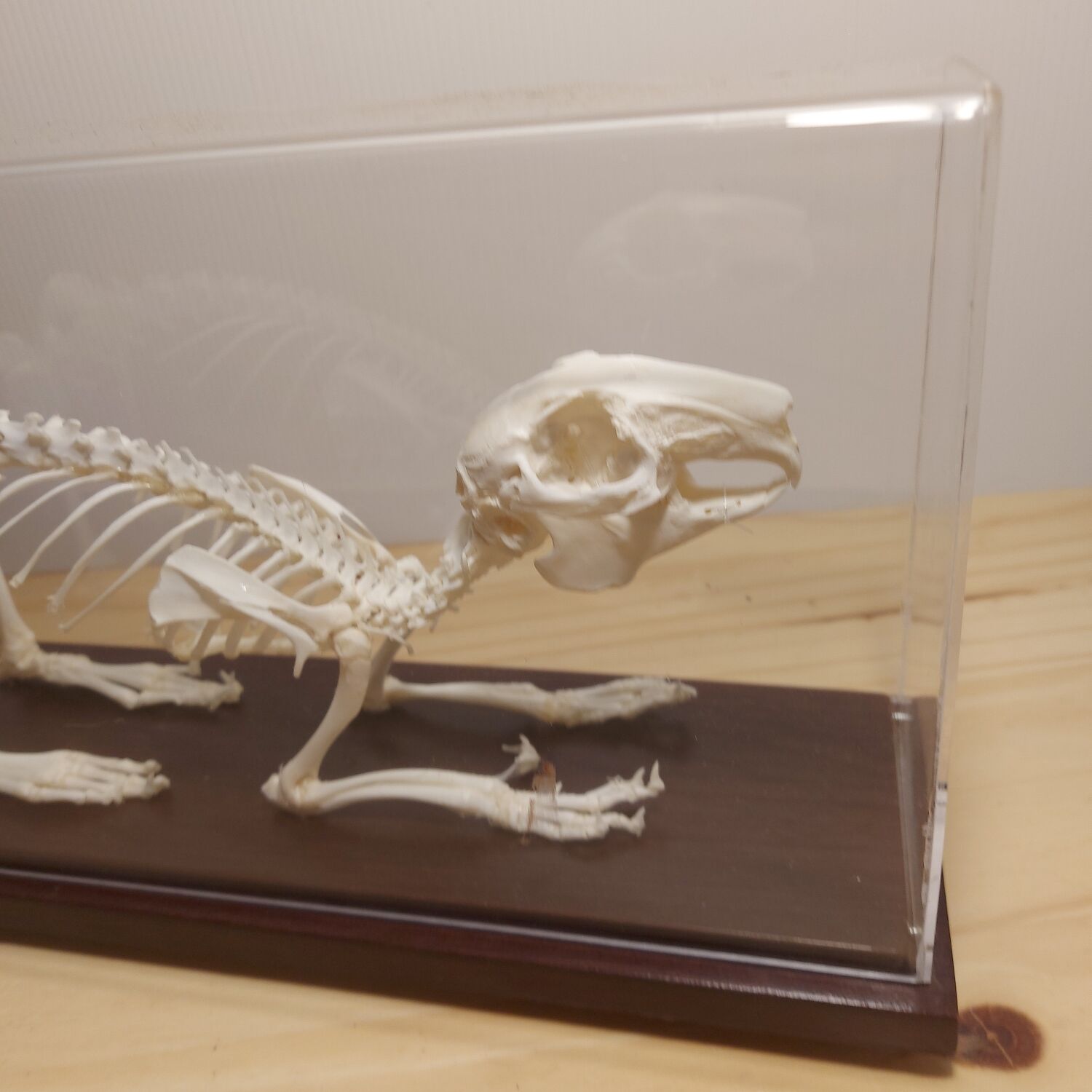 Rabbit skeleton under bell