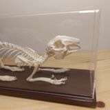 Rabbit skeleton under bell