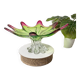 Sunburst shaped Murano centerpiece in lime green & fushsia  - Sommerso