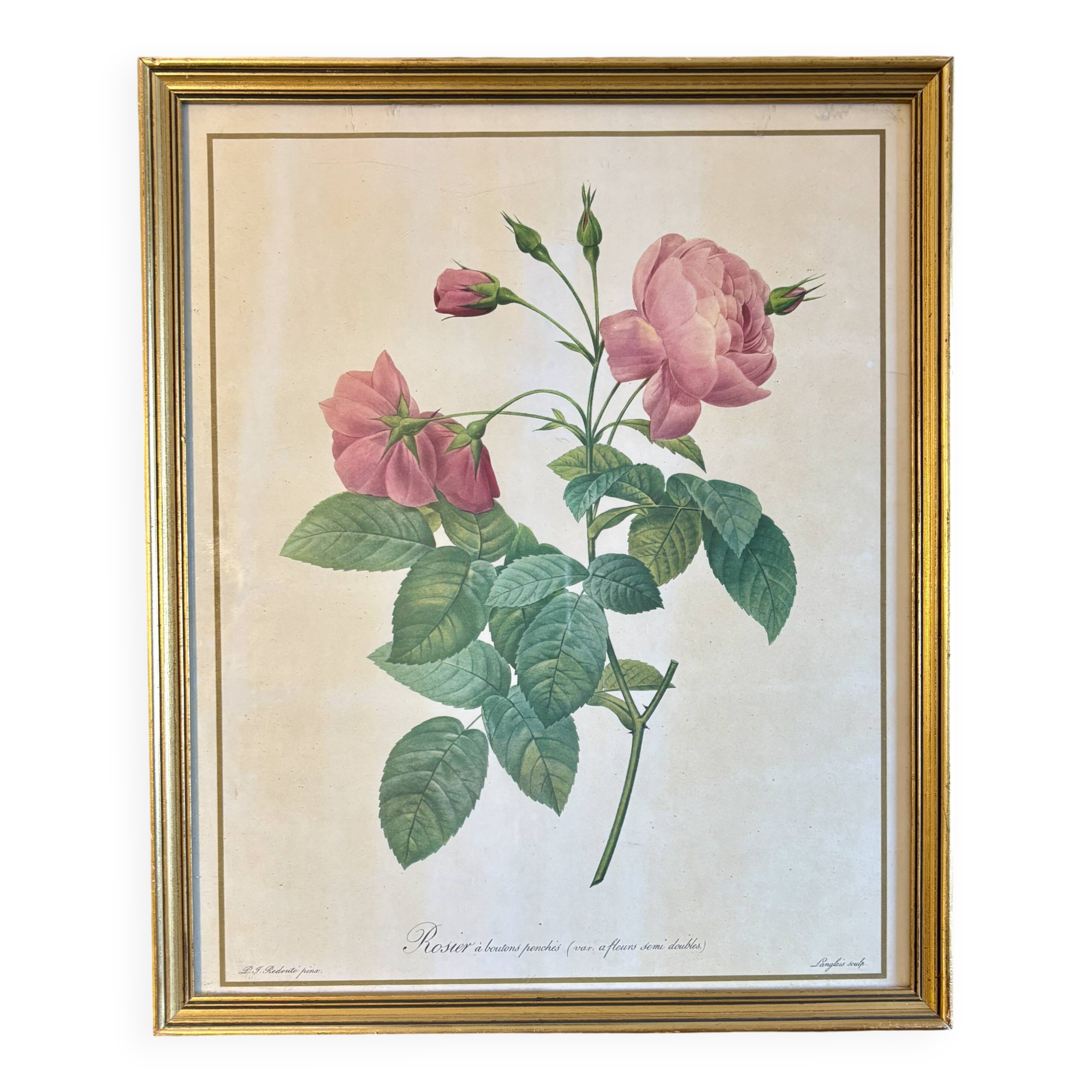 Old frame Redouté roses