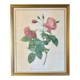 Old frame Redouté roses