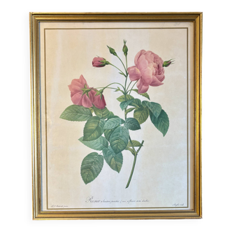 Old frame Redouté roses