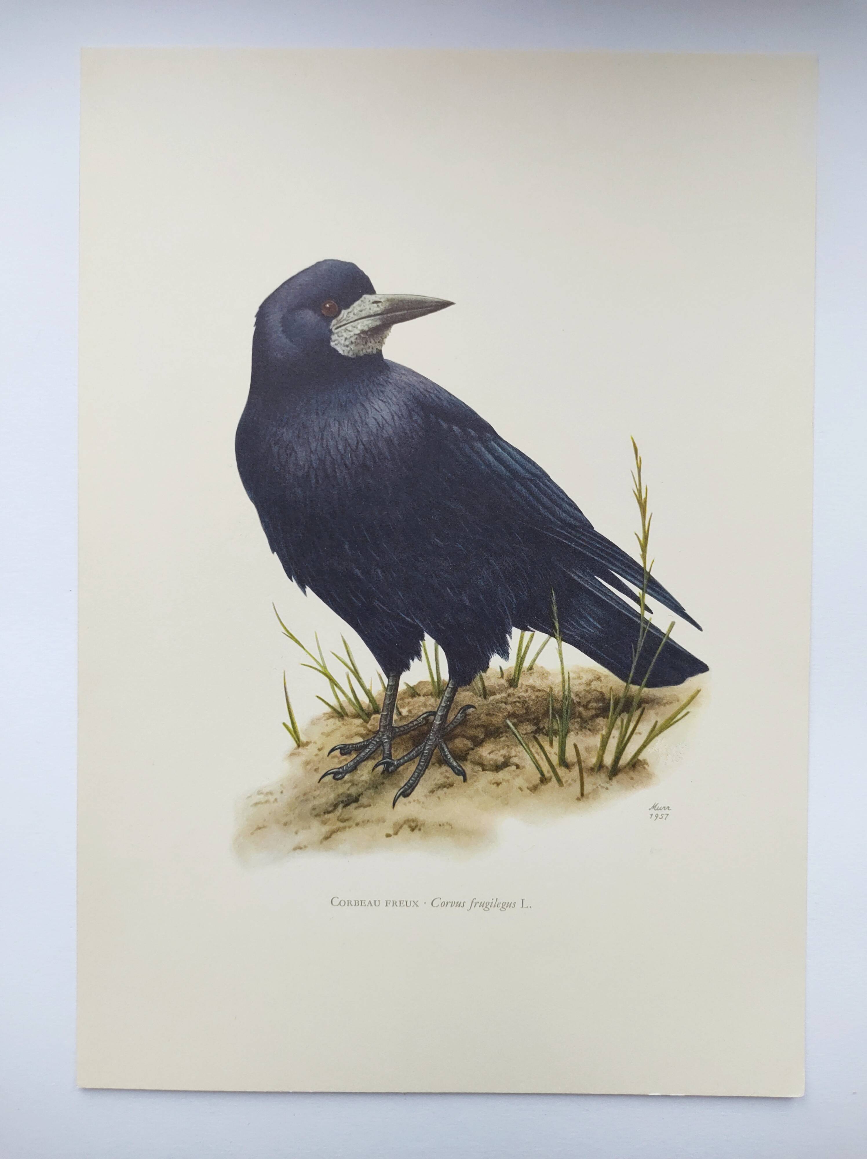 Old vintage bird board from the 60s 🐦 Crow Rook 🦜 Ornithological illustration