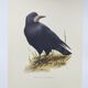 Old vintage bird board from the 60s 🐦 Crow Rook 🦜 Ornithological illustration