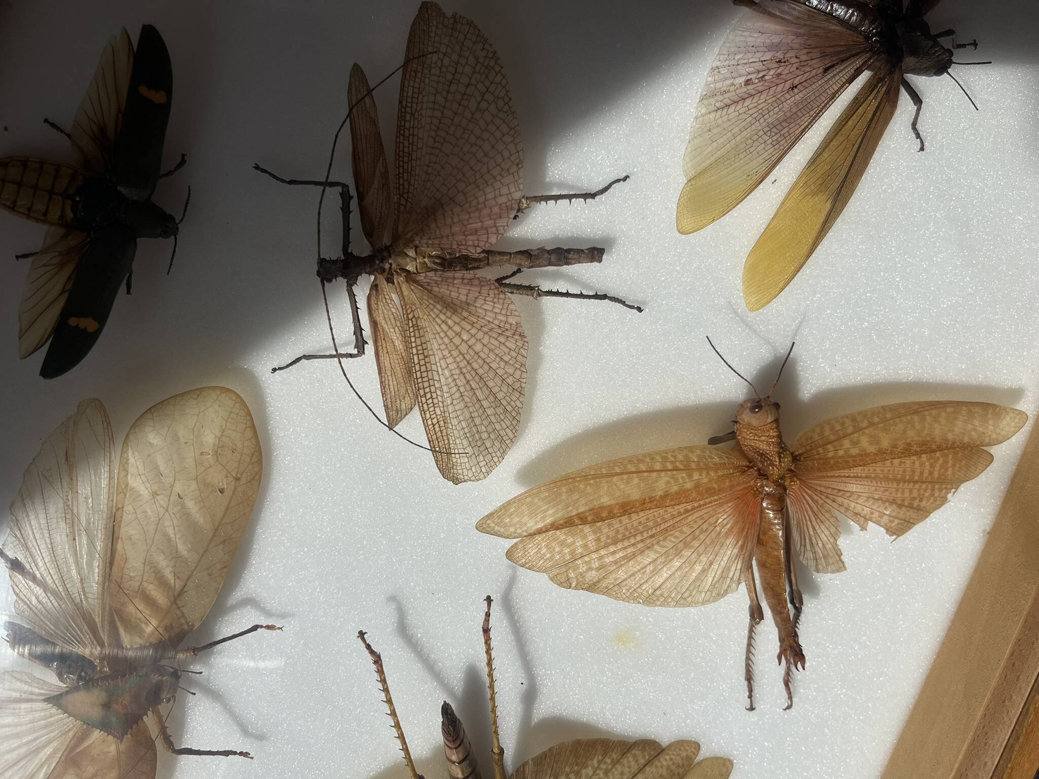 Framed giant insects, entomology collection