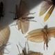 Framed giant insects, entomology collection