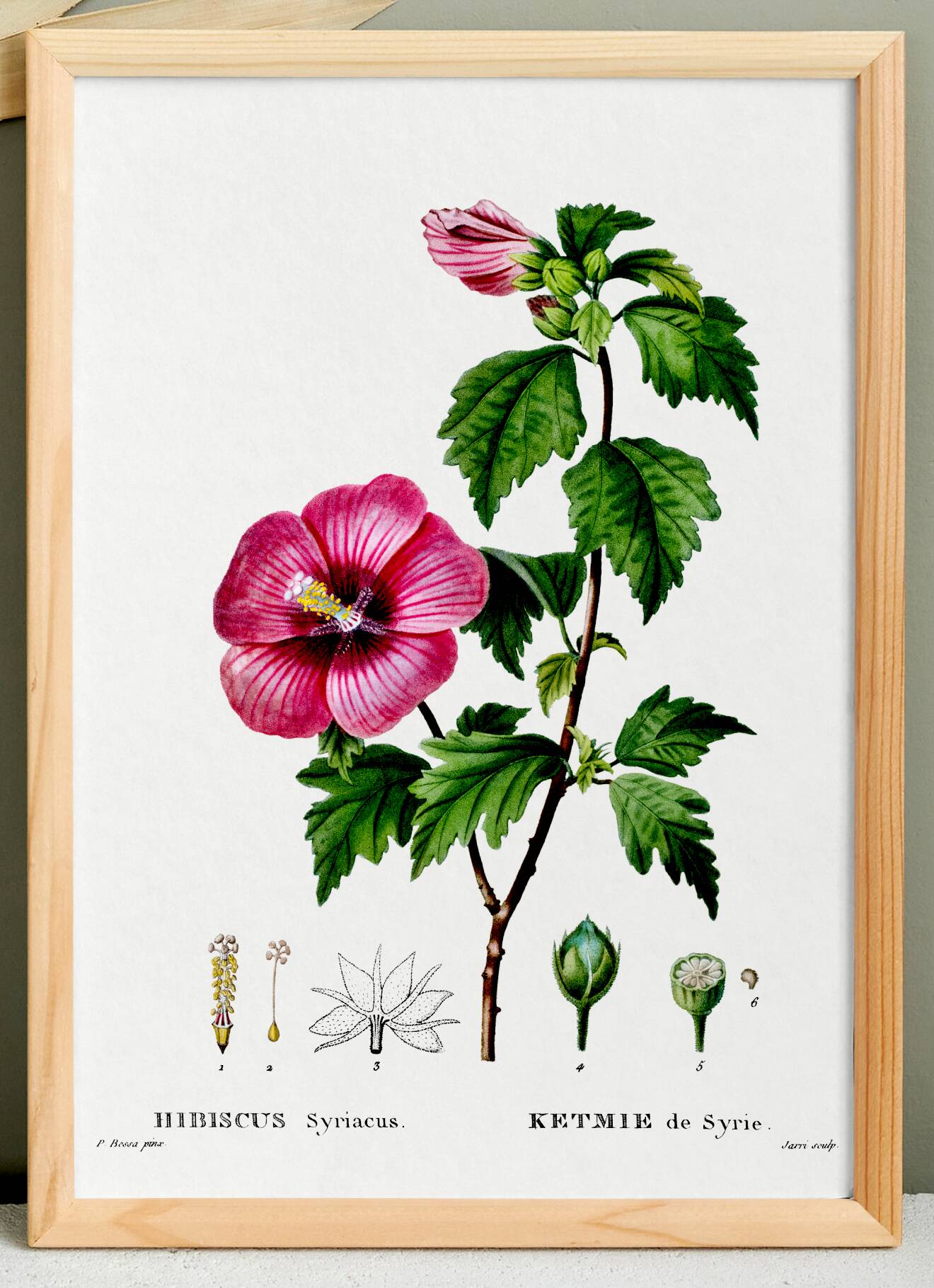 Poster about Hibiscus, based on an engraving from 1802