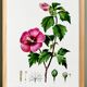 Poster about Hibiscus, based on an engraving from 1802