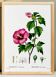 Poster about Hibiscus, based on an engraving from 1802