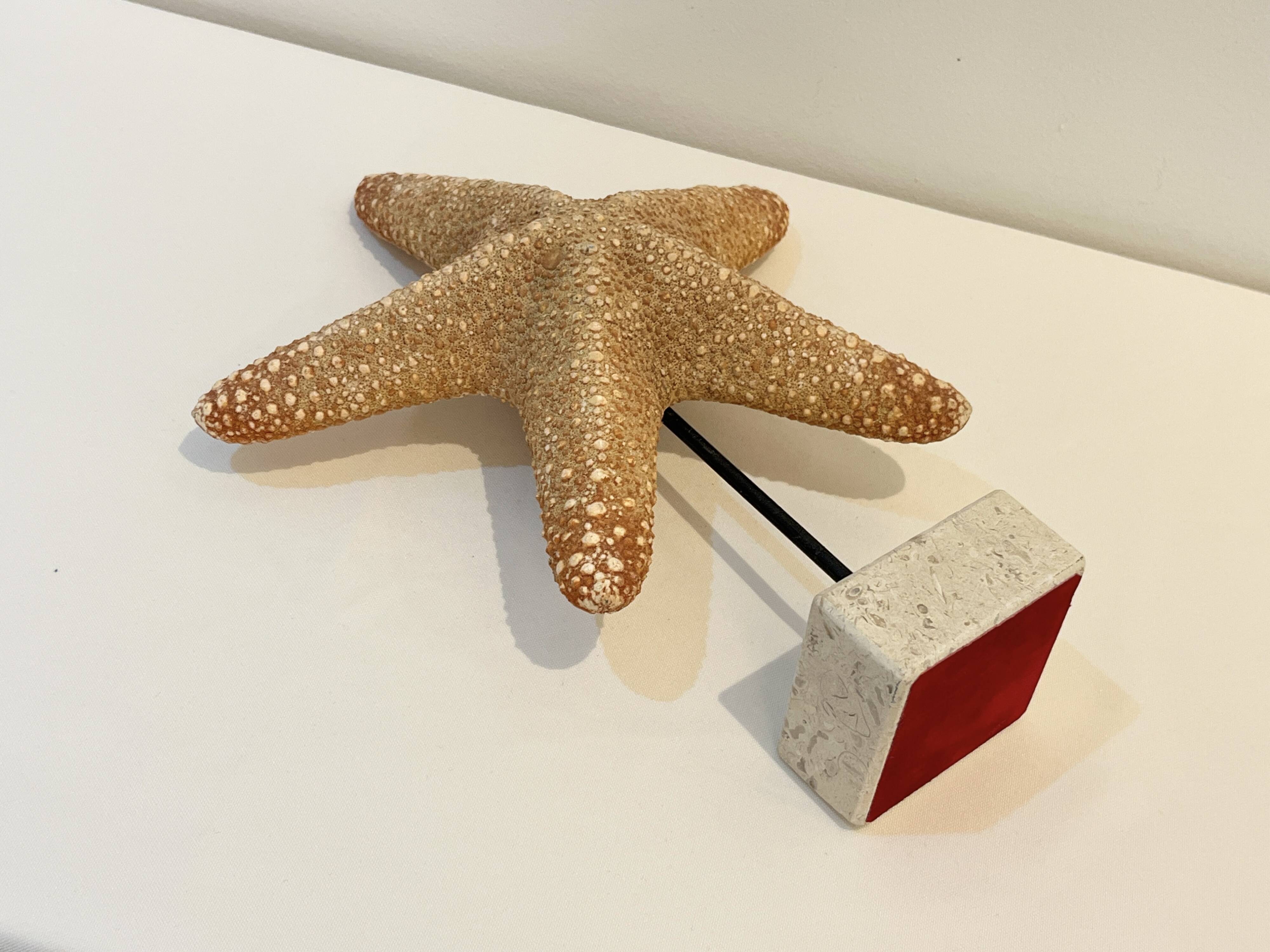 XXL Vintage Natural Starfish on Marble Base Cabinet of Curiosities