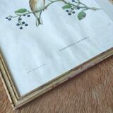 Bird lithograph by J. Gould and H-C Richter