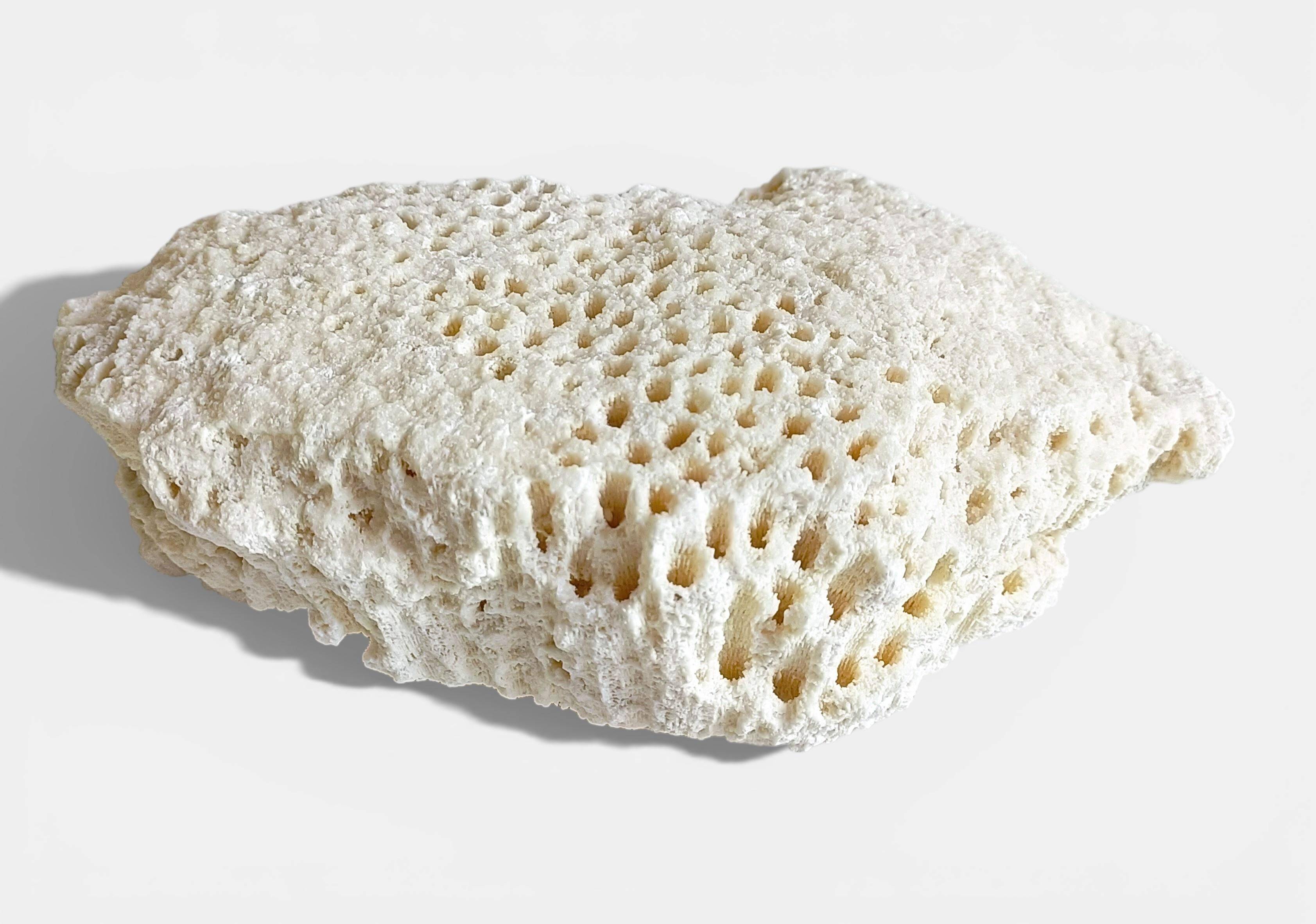 Sculptural White Coral Fossil, Organic Modern Decor from South Asia