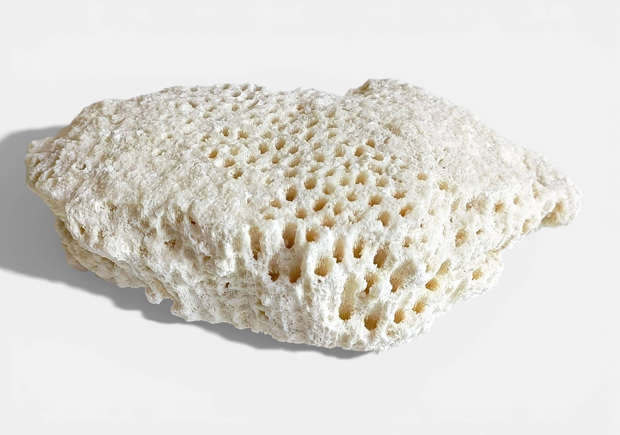 Sculptural White Coral Fossil, Organic Modern Decor from South Asia