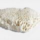 Sculptural White Coral Fossil, Organic Modern Decor from South Asia