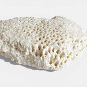 Sculptural White Coral Fossil, Organic Modern Decor from South Asia