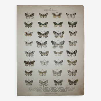 Gravure ancienne de Papillons - Lithographie de 1887 - Bicolarata - Illustration zoologique