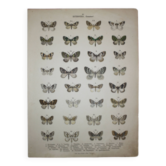 Gravure ancienne de Papillons - Lithographie de 1887 - Bicolarata - Illustration zoologique