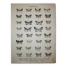 Old engraving of Butterflies - Lithograph from 1887 - Bicolarata - Zoological illustration