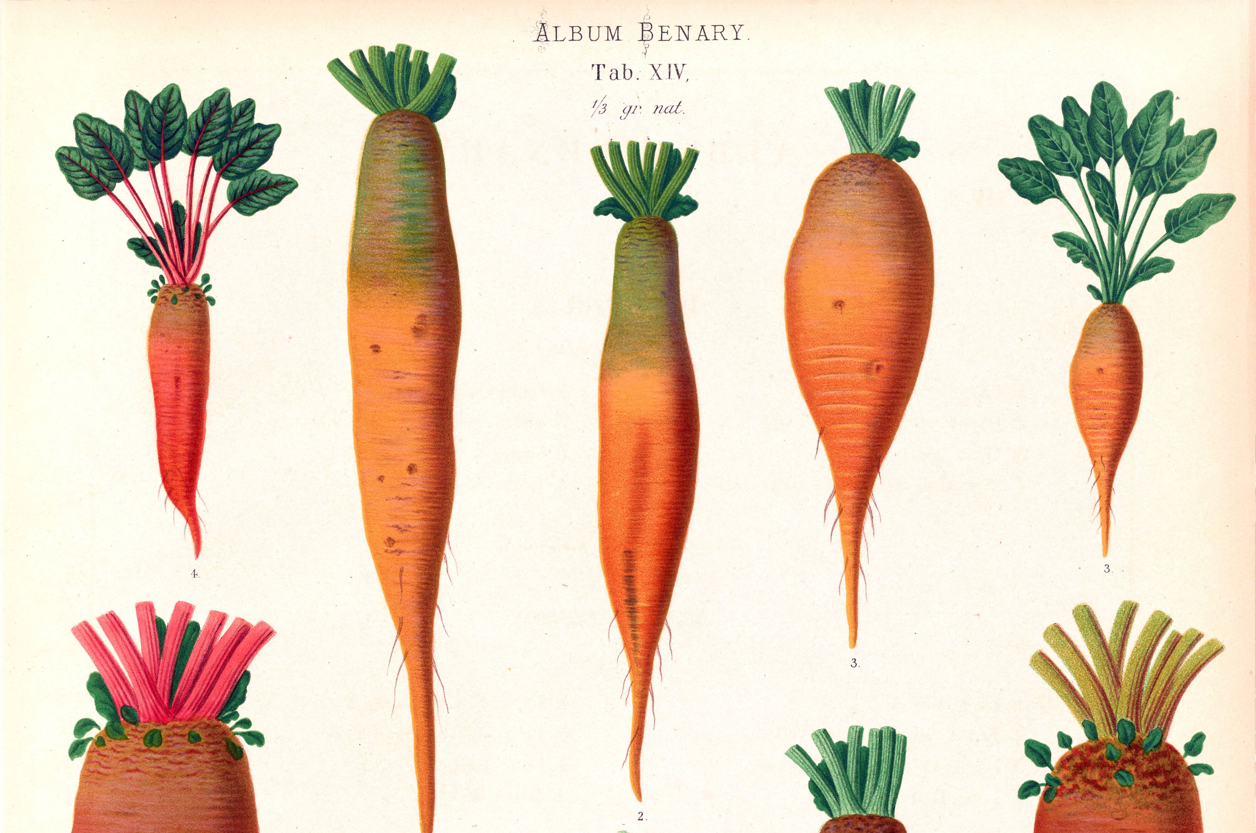 Poster about beetroot (2), based on an old engraving from 1886.