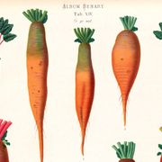 Affiche sur la betterave (2), d'après une gravure ancienne de 1886.