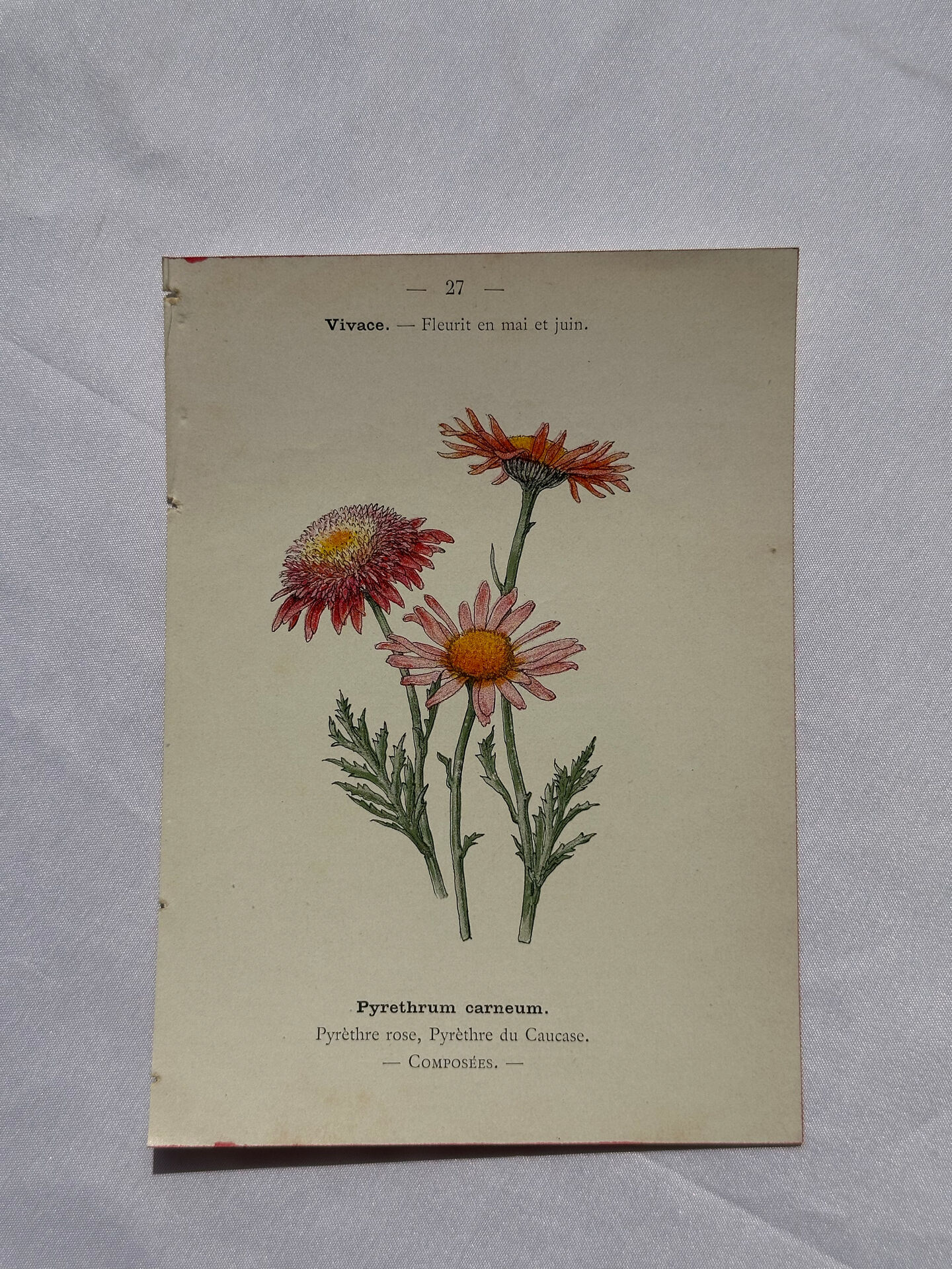 🌿 Botanical Plate Old Naturalist Engraving 19th Century Double-Sided A