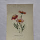 🌿 Botanical Plate Old Naturalist Engraving 19th Century Double-Sided A