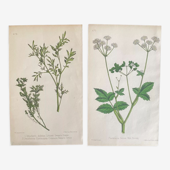 Set de planches botaniques, ed Londres 1878