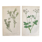 Set of botanical plates, ed London 1878