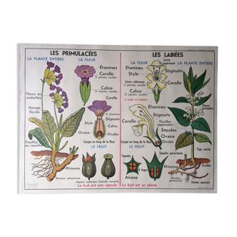 Old MDI school poster: Les Primulacées & La Pomme de terre: Les Solanées.