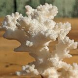 Corail blanc sur socle corail champignon