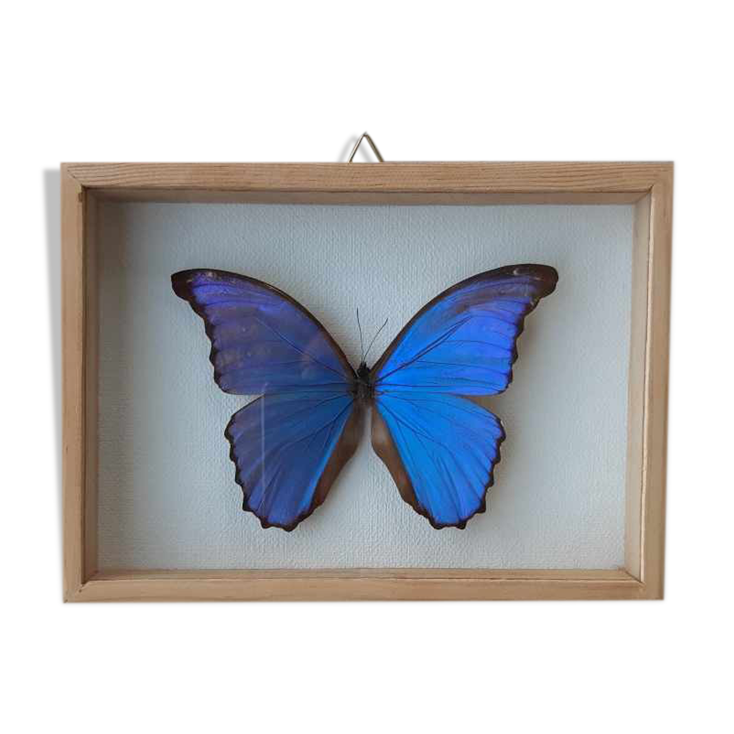 silver blue butterfly frame cabinet of curiosity framing taxidermy