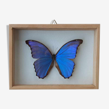 Cadre papillon bleu  argenté cabinet de curiosité encadrement taxidermie