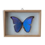 silver blue butterfly frame cabinet of curiosity framing taxidermy