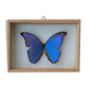 silver blue butterfly frame cabinet of curiosity framing taxidermy