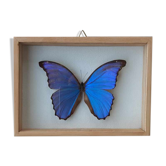 Cadre papillon bleu  argenté cabinet de curiosité encadrement taxidermie