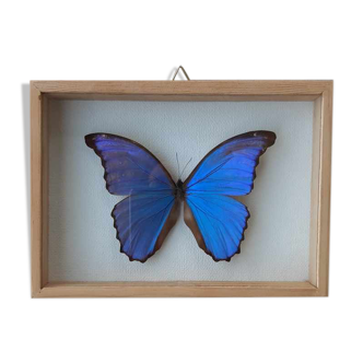 silver blue butterfly frame cabinet of curiosity framing taxidermy