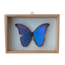 silver blue butterfly frame cabinet of curiosity framing taxidermy