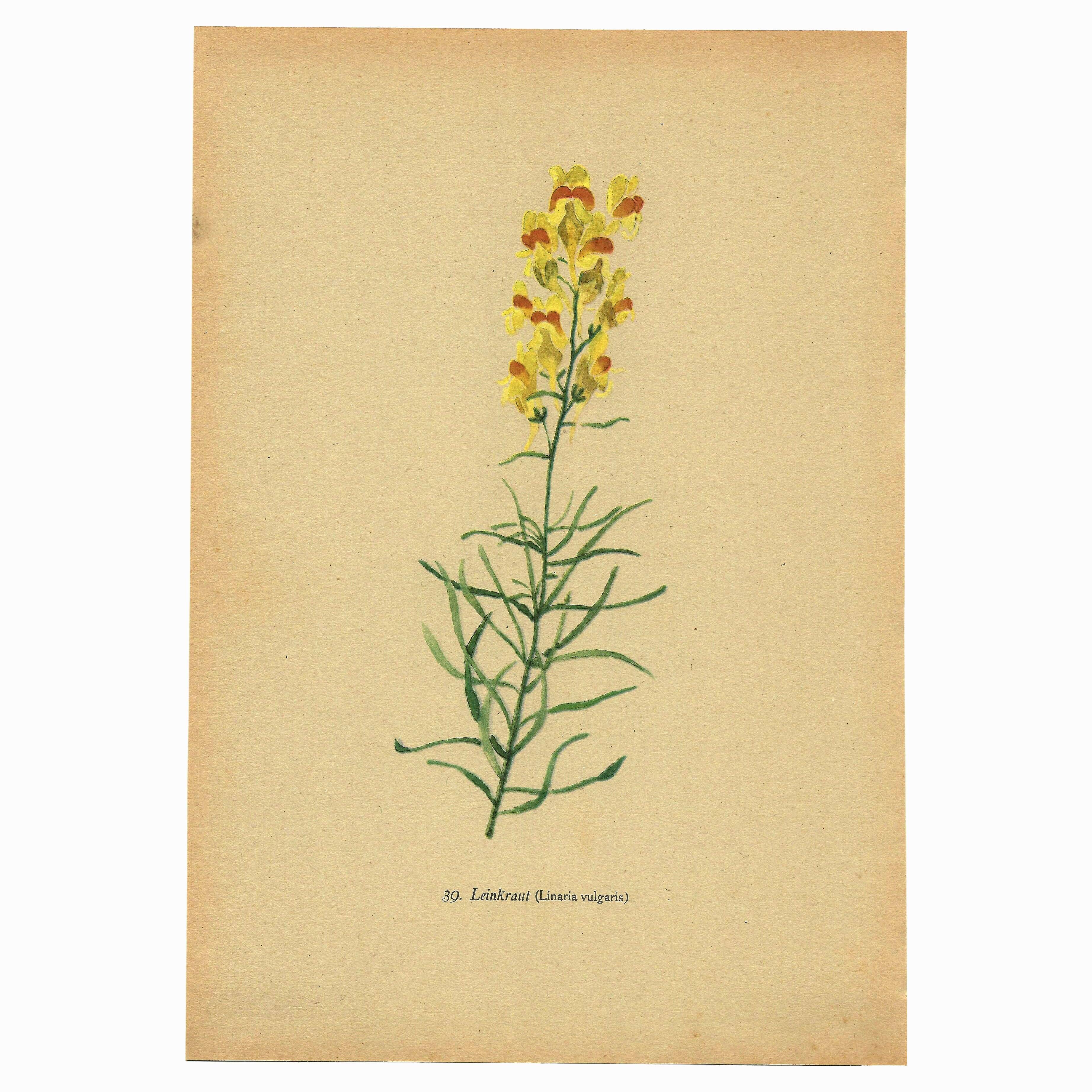 Old print 1948 - Linear by H. Strache - Vintage meadow flower
