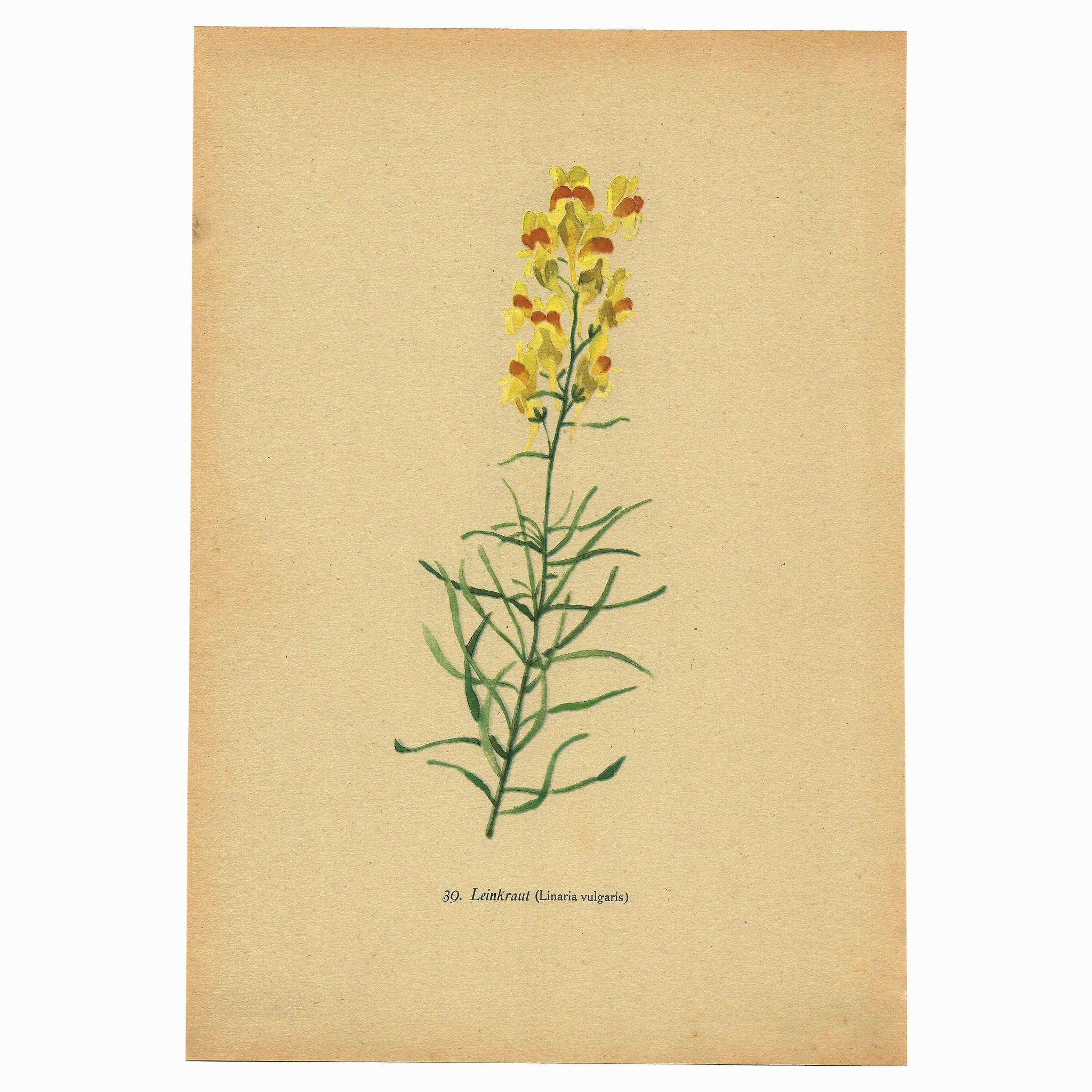 Old print 1948 - Linear by H. Strache - Vintage meadow flower