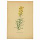 Old print 1948 - Linear by H. Strache - Vintage meadow flower