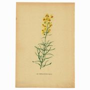Old print 1948 - Linear by H. Strache - Vintage meadow flower