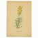 Old print 1948 - Linear by H. Strache - Vintage meadow flower