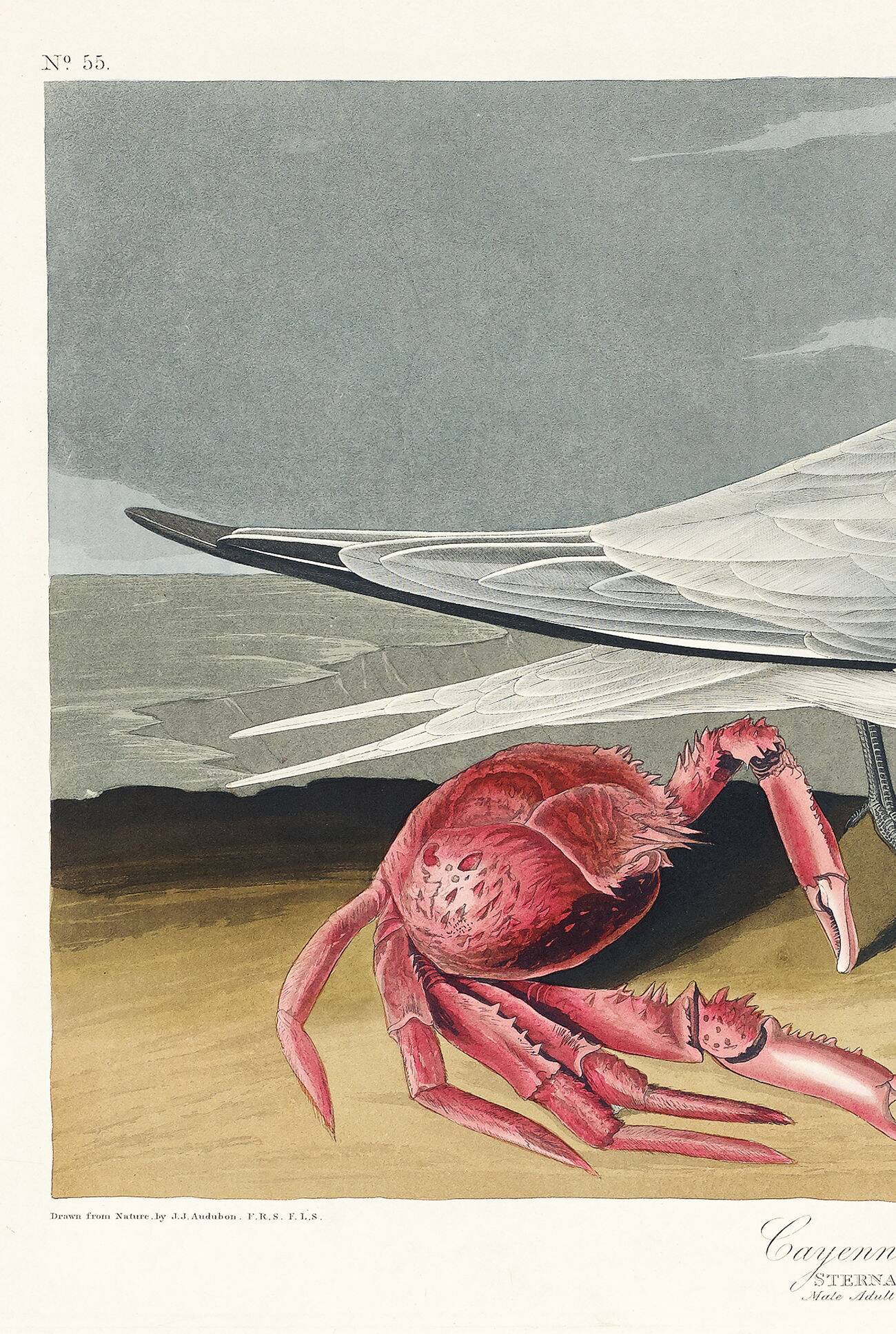 Poster about the Cayenne Tern, based on an old engraving from 1827.