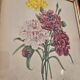 Antique botanical frame – “Carnation Variety” – Gilded wood